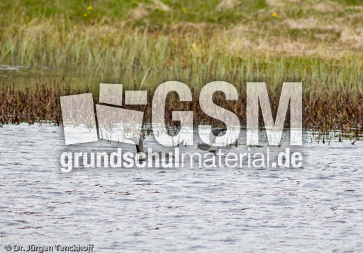 Sterntaucher (11 von 20).jpg